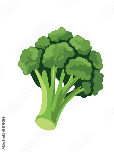 broccoli vector illustration isolated on white background