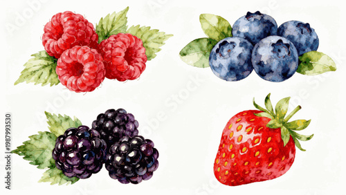 Sweet Berry Mix Painting Watercolor Four Berries isolated watercolor vector illustration svg