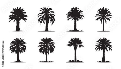 Obraz na plátně Silhouette set of date palm tree vector tropical plant icon minimal black nature