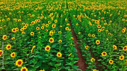 Endless Sunflower Field Under Blue Sky with Gentle Breeze | Nature Landscape