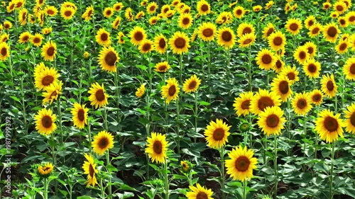 Endless Sunflower Field Under Blue Sky with Gentle Breeze | Nature Landscape