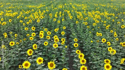 Endless Sunflower Field Under Blue Sky with Gentle Breeze | Nature Landscape