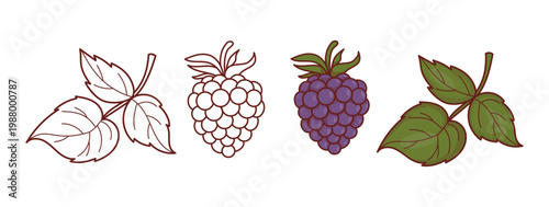 Blackberry Botanical Set. Outline and Colored Berries with Leaves. Hand Drawn Fruit Collection. Isolated Minimalist Line Art, coloring page. Vector Illustration.
