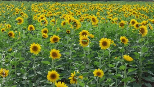 Endless Sunflower Field Under Blue Sky with Gentle Breeze | Nature Landscape