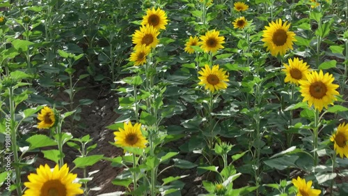 Endless Sunflower Field Under Blue Sky with Gentle Breeze | Nature Landscape
