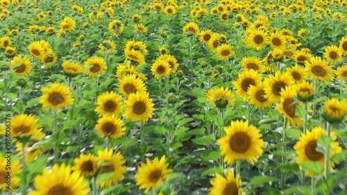 Endless Sunflower Field Under Blue Sky with Gentle Breeze | Nature Landscape