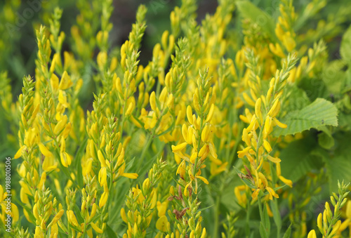 Εκτύπωση καμβά Yellow flower of the dyer's greenweed or dyer's broom plant, Genista tinctoria