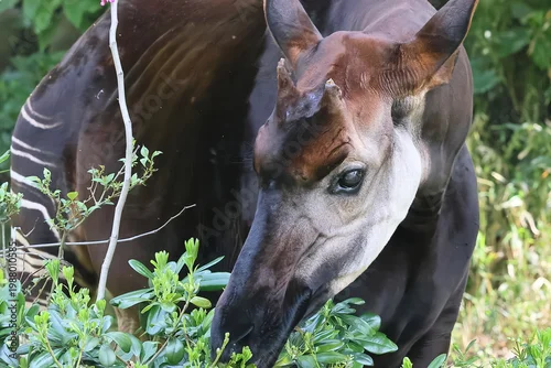 Fototapeta オカピ