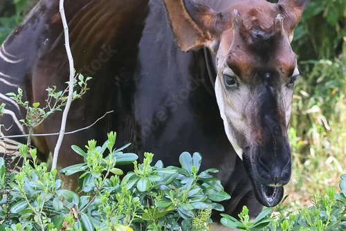 Fototapeta オカピ