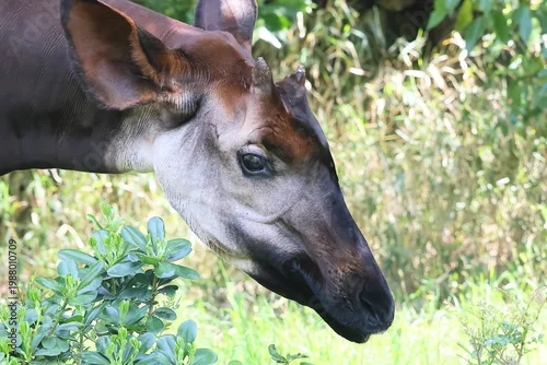 Fototapeta オカピ