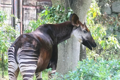 Fototapeta オカピ