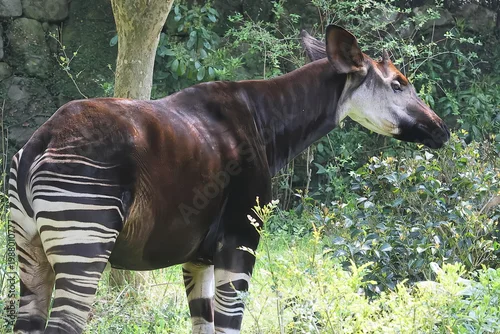 Fototapeta オカピ