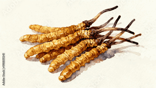 Herbal Cordyceps Mushroom Art Watercolor Cordyceps Mushrooms isolated watercolor vector illustration svg
