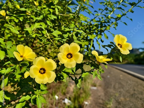 Damiana flowers in the morning on the side of the road