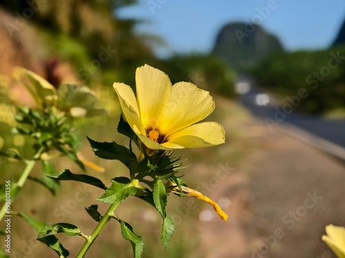 damiana flower with blurry background