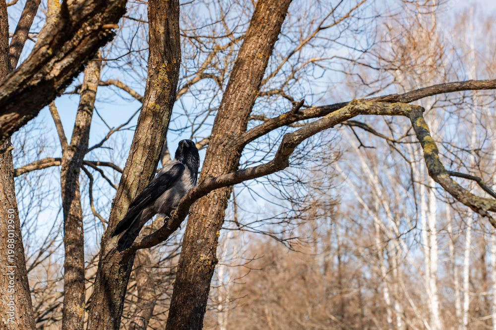 Fototapeta premium A crow sits on a tree branch in spring in the park
