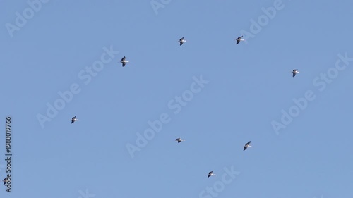 White storks gliding on thermal updrafts during spring migration