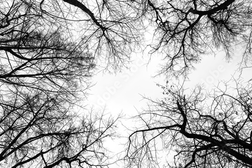Bare tree canopy upward view against white sky in black and white