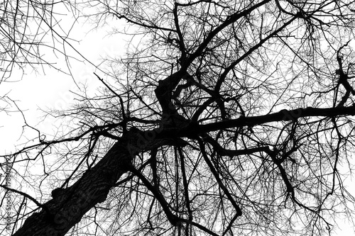 Bare tree branches against white sky, low angle view