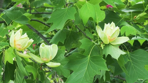 Tulip tree blossom, Liriodendron tulipifera