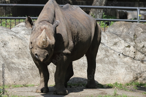 ヒガシクロサイ