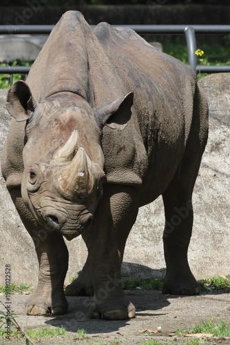 ヒガシクロサイ