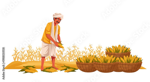 A farmer in traditional Indian village agriculture harvests corn and places it with other produce in baskets against a clean white background, illustrating agriculture and animal husbandry