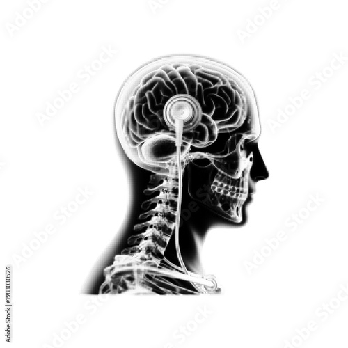 Human skull and brain anatomy side view, monochrome halftone illustration, medical concept of nervous system, neuroscience and education.