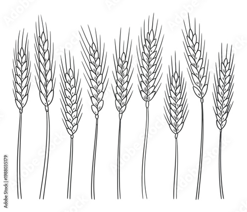 Hand-drawn of wheat stalks on a white background