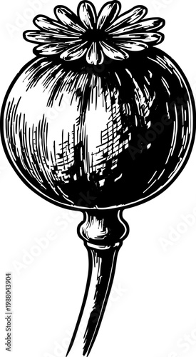 Detailed botanical illustration of an isolated poppy seed head. Features intricate linework and texture, presented in monochrome. Suitable for natural, floral, or vintage design themes.