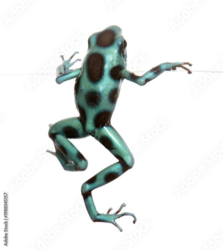 Tableau sur toile Dendrobates auratus celeste