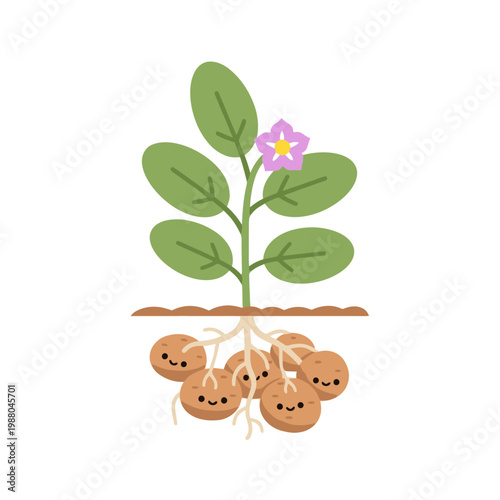 Cute potato plant with smiling roots and a pink flower, isolated on white background