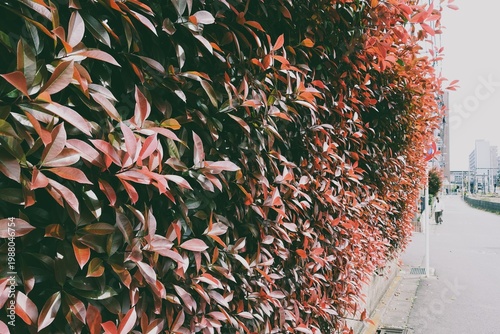 赤い生垣の向こうへ。女性の後ろ姿