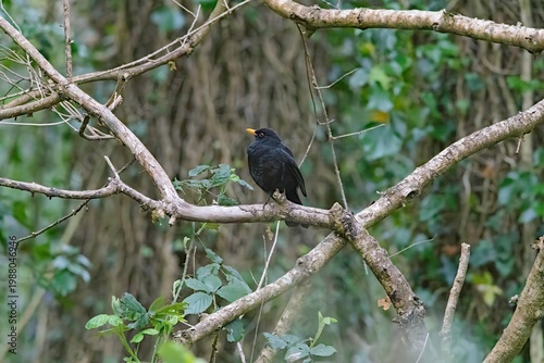 blackbird perched in the spring