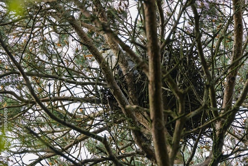 A grey heron nesting in the trees