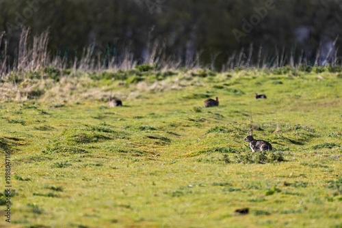 Rabbits feeding in a meadow in spring