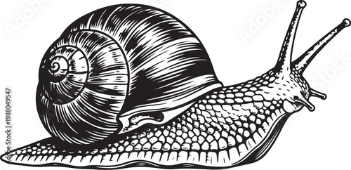 Detailed black and white illustration of a snail with intricate shell patterns hand drawing illustration vector