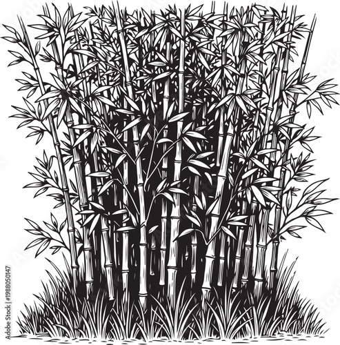 Dense bamboo grove in intricate black and white illustration style hand drawing illustration vector
