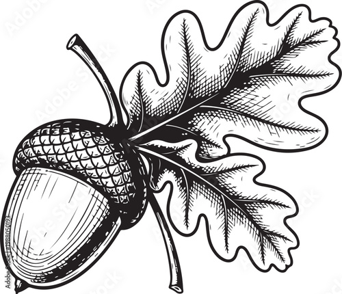 An acorn and oak leaf illustration in a classic black and white style hand drawing illustration vector