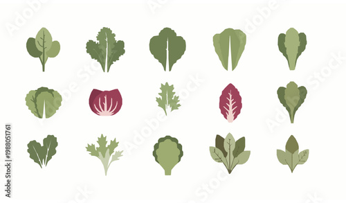 Minimal salad leaves grid set organic greens collection healthy vegetarian food flat vector illustration isolated on white background