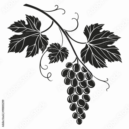 Vintage grape bunch silhouette vector, elegant grapevine branch with leaves and curly tendrils, black and white wine fruit illustration for winery branding