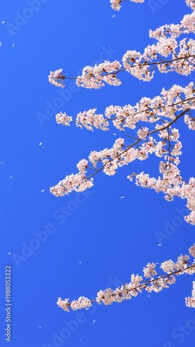 vertical video of cherry blossom against blue sky	