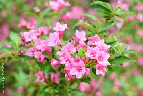 weigela pink flowers close up