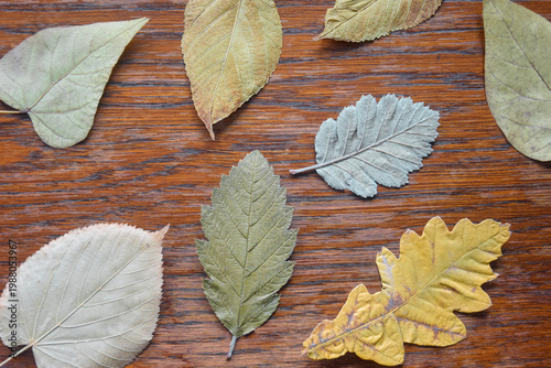 Dry leaves of various shapes and colors on old wooden background. Autumn composition, herbarium. Top view. Copy space. Selective focus