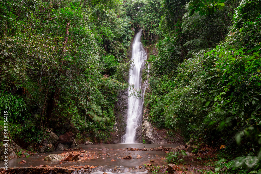 Fototapeta premium A lush tropical rainforest landscape featuring a natural stream flowing over mossy green rocks and ancient stones to create a serene waterfall cascade deep within the jungle