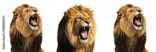Fotografía Majestic Roaring Lion Head PNG - Powerful King of the Jungle Face Isolated on Tr