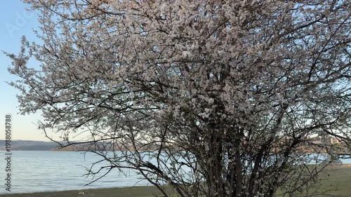 Wallpaper Mural A flowering tree stands full of white blossoms next to a peaceful lake. The soft colors and quiet water create a hopeful and serene feeling. This beautiful spring day looks bright and fresh. Torontodigital.ca