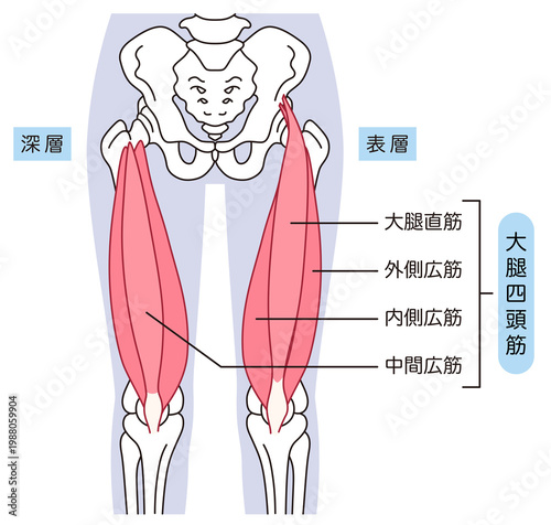 太ももの筋肉　大腿四頭筋
