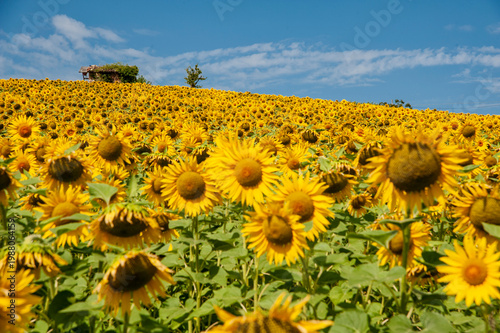Konstfotografi Monferrato, Piemonte, Italia
