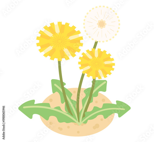 タンポポのイラスト